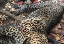 RDC – Lomela : le jeune homme qui a terrassé un léopard au prix d’un combat héroïque est dans un état critique