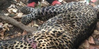 RDC – Lomela : le jeune homme qui a terrassé un léopard au prix d’un combat héroïque est dans un état critique